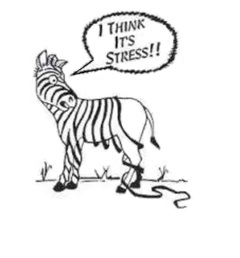 Image of a zebra losing their stripes, with caption "I think its stress!!"